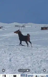 اسب