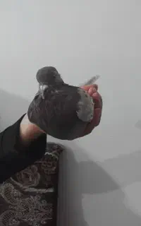 کبوتر قوردو اویناق