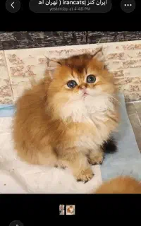 بچه گربه‌ های دلربا ایران کتز