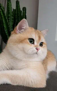 گربه اصیل و شجره دار و با اصالت