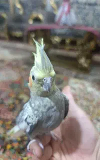 عروس هلندی ماده دستی