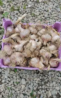 سیر با روب الوچه