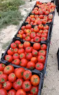 گوجه اجاره داده میشود