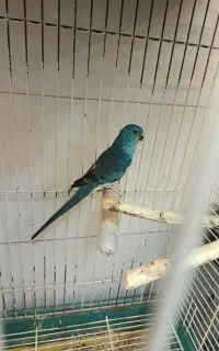 جفت طوطی آواز خوان نئوفا و راهب