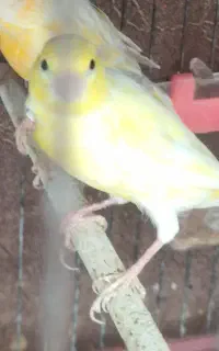 پرنده
