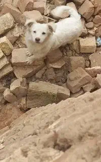 ماده اشپیز قیمت ۲.۵