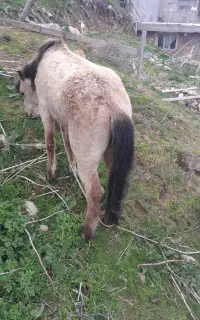 فروش کره اسب نریان