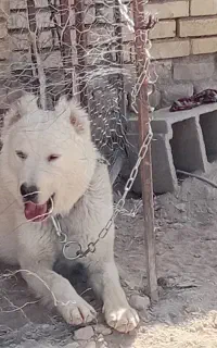 سگ نگهبان و گله قهدریجانی