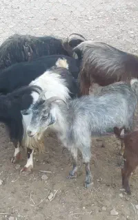 گوسفند بز