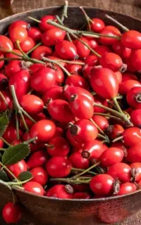 میوه وخشکبار نسترن یا گلدیک خشک کوهی