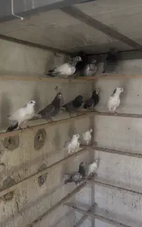 ۱۵ جفت جوجه کفتر