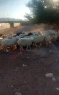 گوسفند فروشی