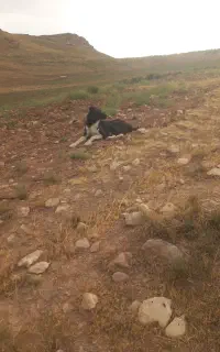 سگ واسه گله