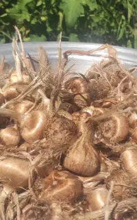پیازچه زعفران