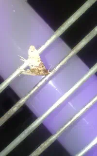 پشه گیر برقی بهترین حشره کش