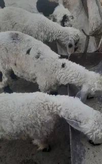 ۶راس بره نر سبک