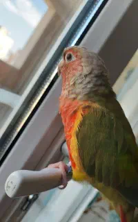 طوطی گرینچیک