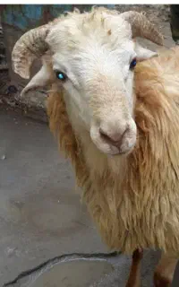 بره زنده