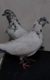 چند عدد کبوتر