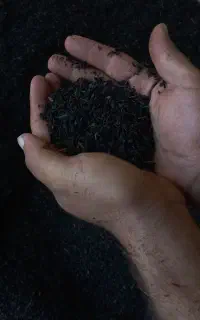 چای سنتی درجه یک