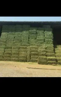 یونجه خشک انباری