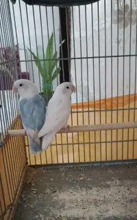 طوطی برزیلی