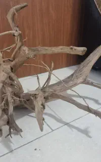 چوب آبنوس