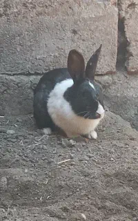 خرگوش سیاه هست