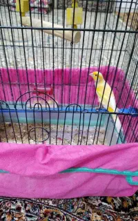 قناری و سهره پرتغالی نر آوازخوان به فروش میرسد