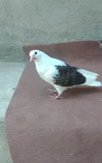 سه تا کفتر گمشده