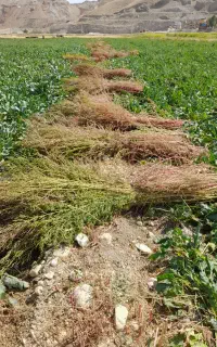 جارو شهرداری و محلی
