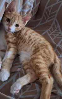 واگذاری بچه گربه