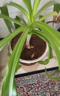 گیاه