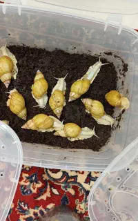 فروش حلزون سوپر مولد