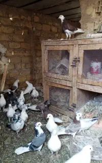 با سلام تعدادی کبوتر