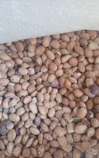لوبیا چیتی خوب وخوش پخت
