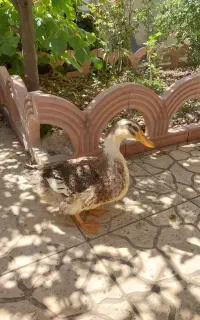 اردک سالم