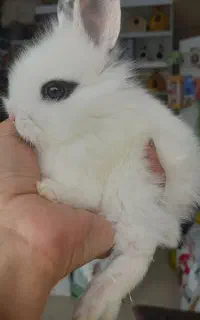 خرگوش های مینیاتوری چشم آهویی(دوست بچه ها)