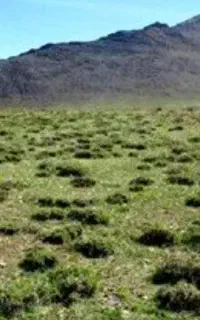علوفه رایگان