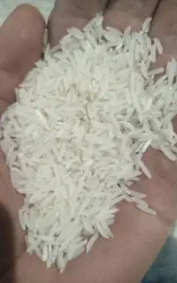 برنج فجر سوزنی۹۰ روزه