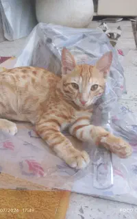 واگذاری بچه گربه
