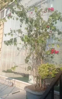 گل کاغذی مادری