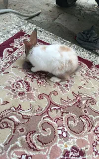 6عدد بچه خرگوش