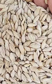 جو ایرانی دو سر، گونی شده(سر و دم زده)