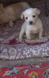 پاکوتاه