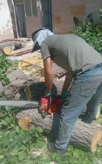 قطع وخریدچوب درخت داخل حیاط باغ ویلا هرجای که باشه