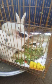 خرگوش