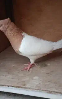 کله زرد نر