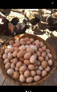 تخم مرغ محلّی   پرداخت بعد از تحویلِ رایگان