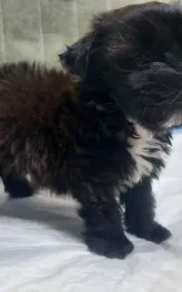 واگذاری سگ مالتیز